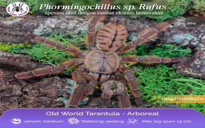 phormingochillus sp. rufus female juvie tarantula